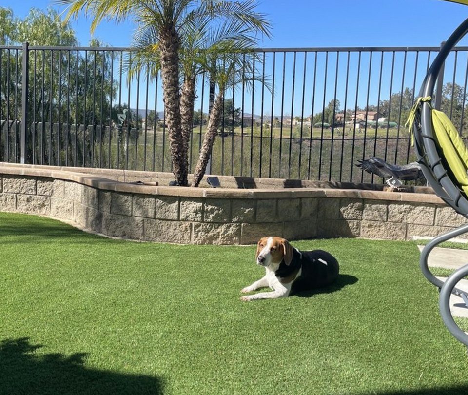 Lazy dog on artificial turf