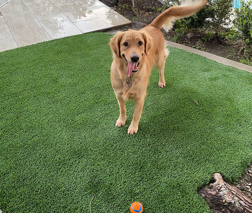 Happy brown dog with toy on pet-friendly synthetic turf