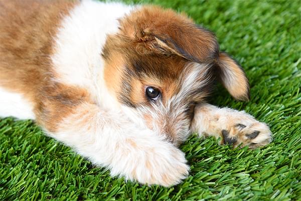 Pets love artificial turf